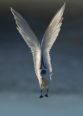 Sandwich tern *** Beccapesci (Thalasseus sandvicensis)