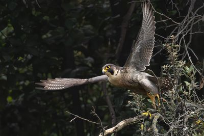 falco pellegrino 
