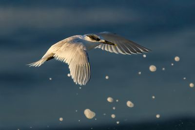 Sandwich tern *** Beccapesci (Thalasseus sandvicensis)