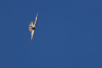 falco_pellegrino_