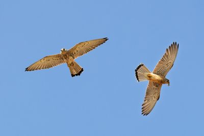 Falco grillaio