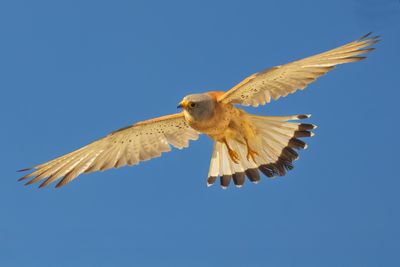 Falco grillaio