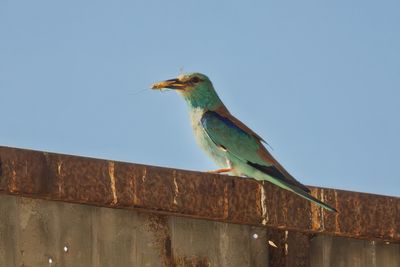 BIRDS 2 ******************************