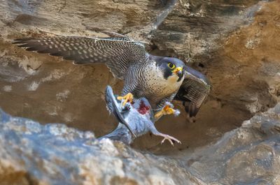 falco_pellegrino_