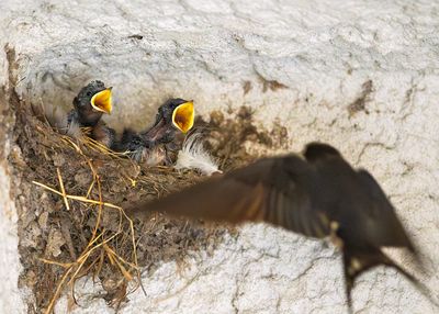 BIRDS 2 ******************************