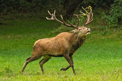 Mammals
