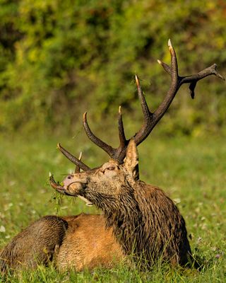 Mammals