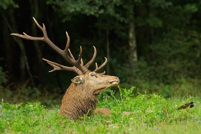 Mammals