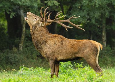 Mammals
