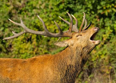 Mammals