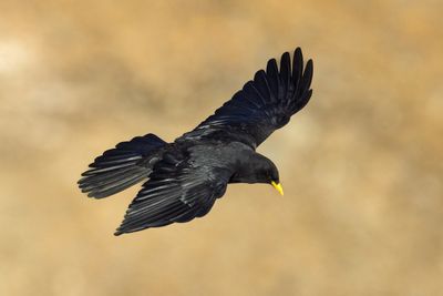 2V9A0406_04 copia.jpg