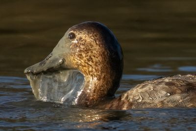 2V9A4008_12 copia.jpg