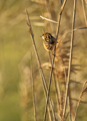 2V9A5098_01 copia.jpg