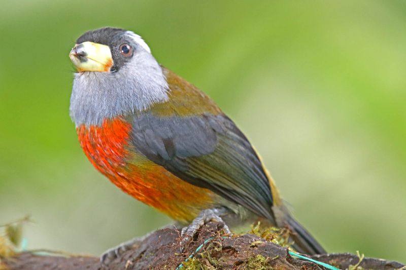 Toucan Barbet_9455.jpg