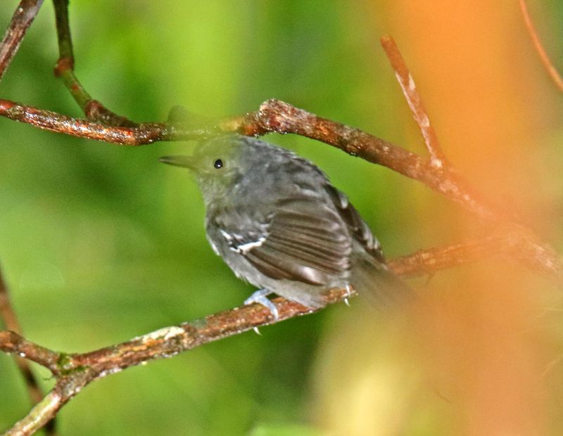 Parkers Antbird - male_3667.jpg