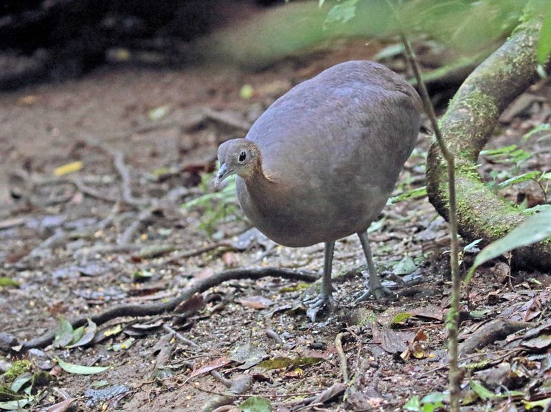 Solitary Tinamou_5023.jpg