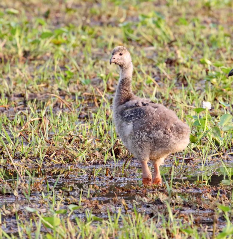 Southern Screamer - chick_0583.jpg