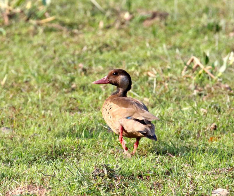 Brazilian Teal - male_7348.jpg