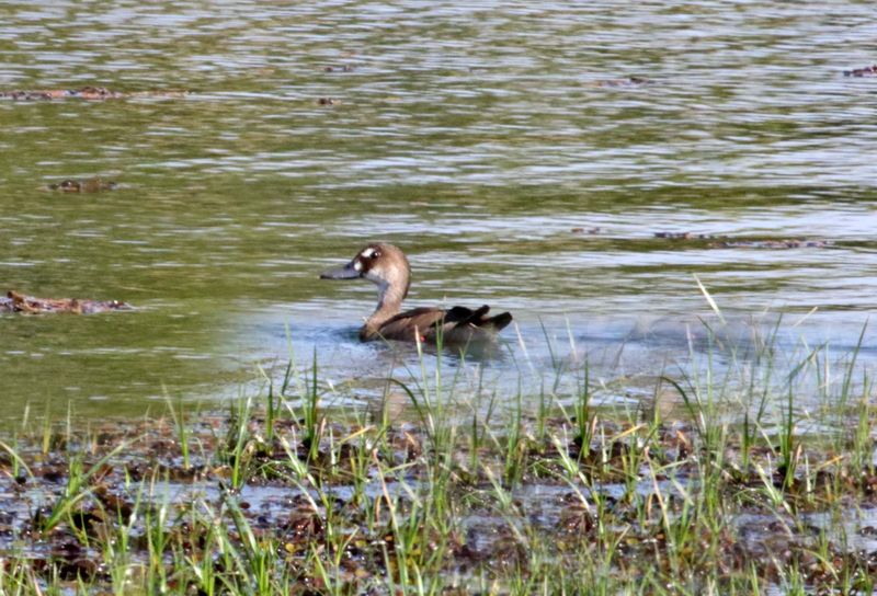 Brazilian Teal - female_5532.jpg
