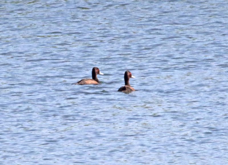 Southern Pochard - male_5577.jpg