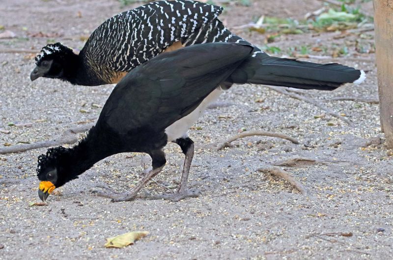 Bare-faced Curassow_1094.jpg