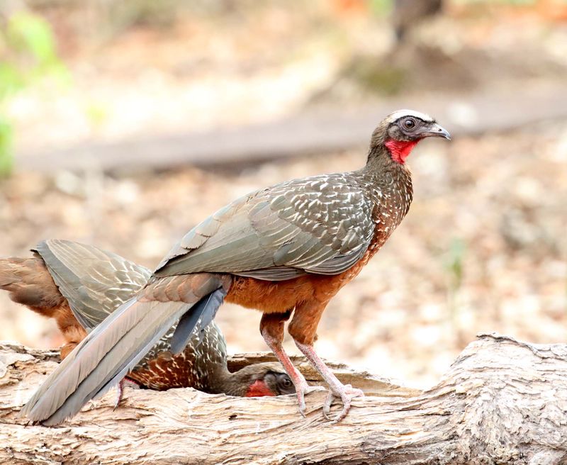 Chestnut-bellied Guan_1261.jpg