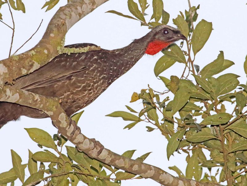 Dusky-legged Guan_4270.jpg