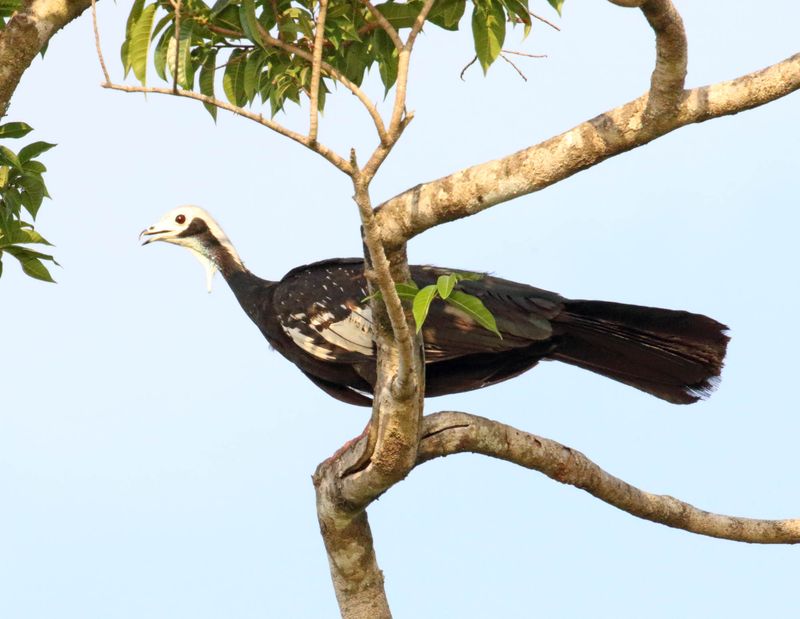 White-throated Piping Guan_8699.jpg