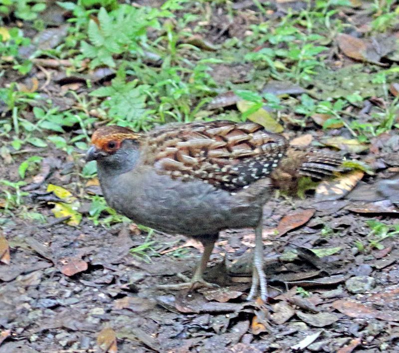 Spot-winged Wood Quail_5072.jpg