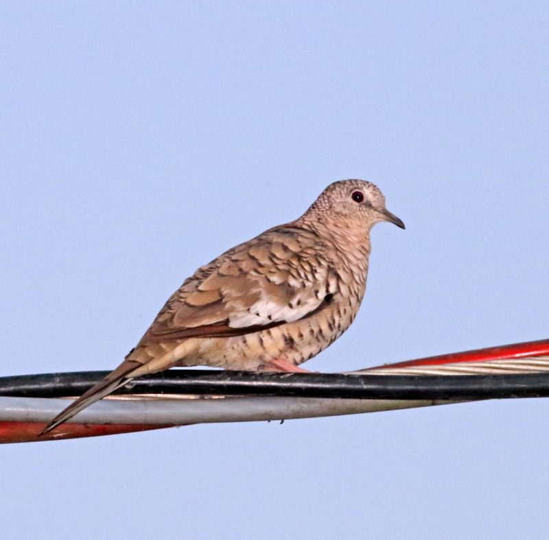 Scaled Dove_0491.jpg