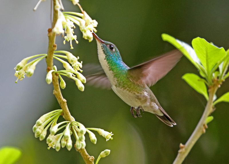 Plain-bellied Emerald_6005.jpg