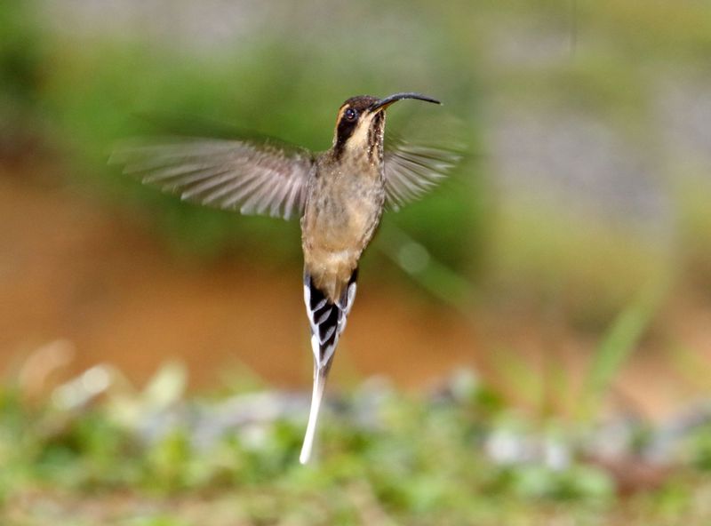 Scale-throated Hermit_3229.jpg