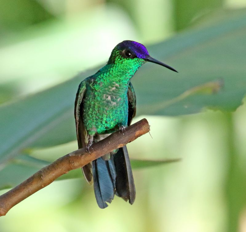 Violet-capped Woodnymph - male_5815.jpg