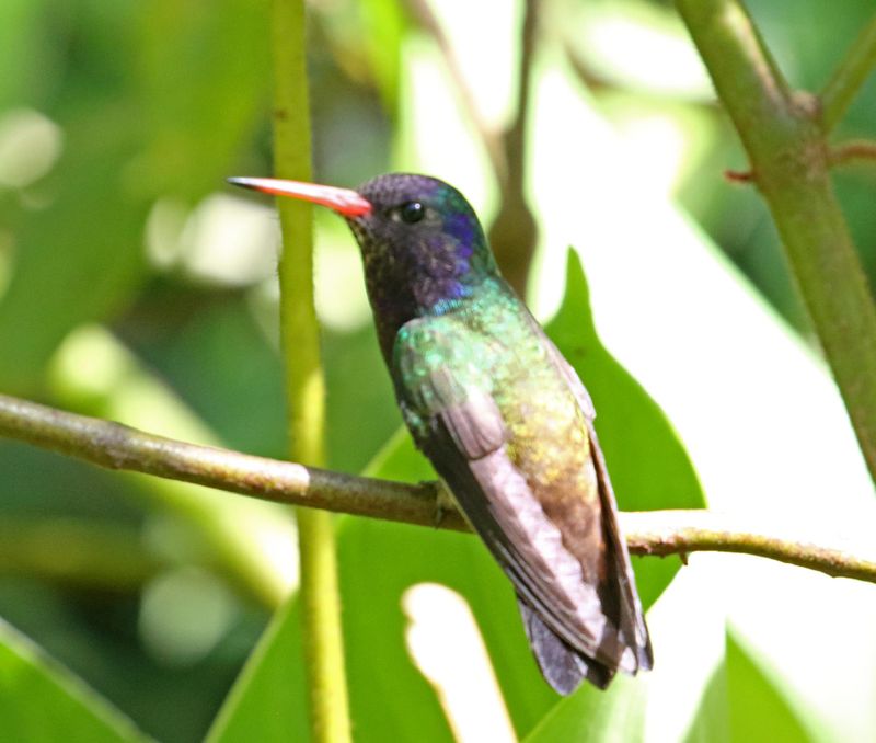 White-chinned Sapphire - male_4958.jpg