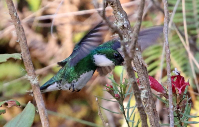 White-throated Humminbird_5691.jpg