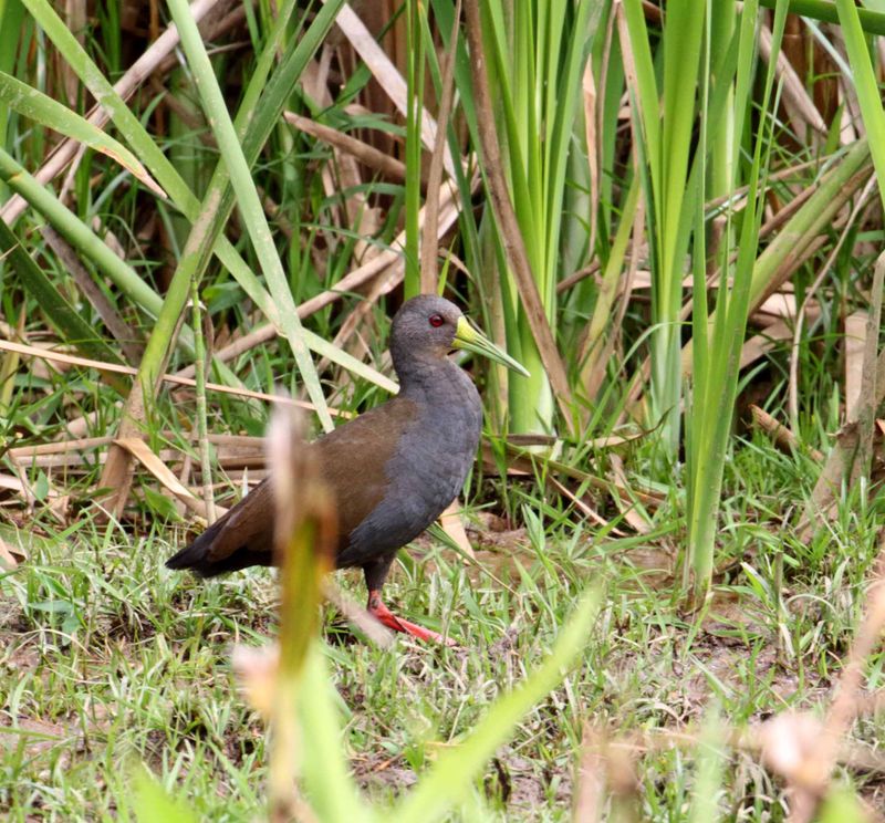 Blackish Rail_6078.jpg