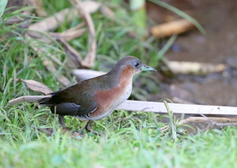 Rufous-sided Crake_4977.jpg