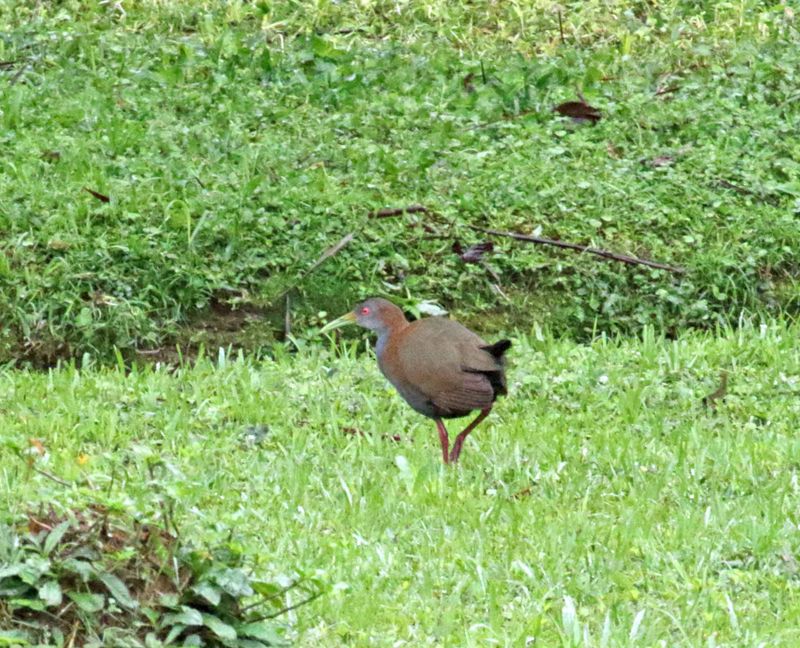 Slaty-breasted Wood Rail_4123.jpg