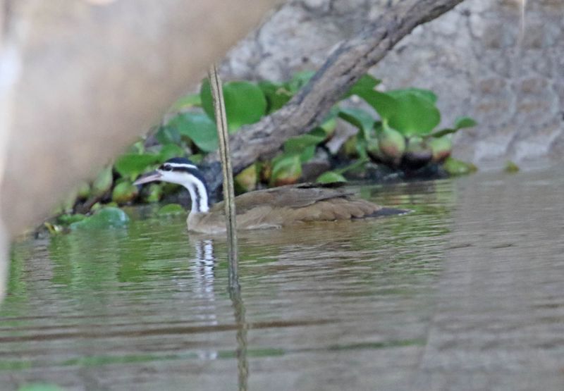 Sungrebe_8703.jpg