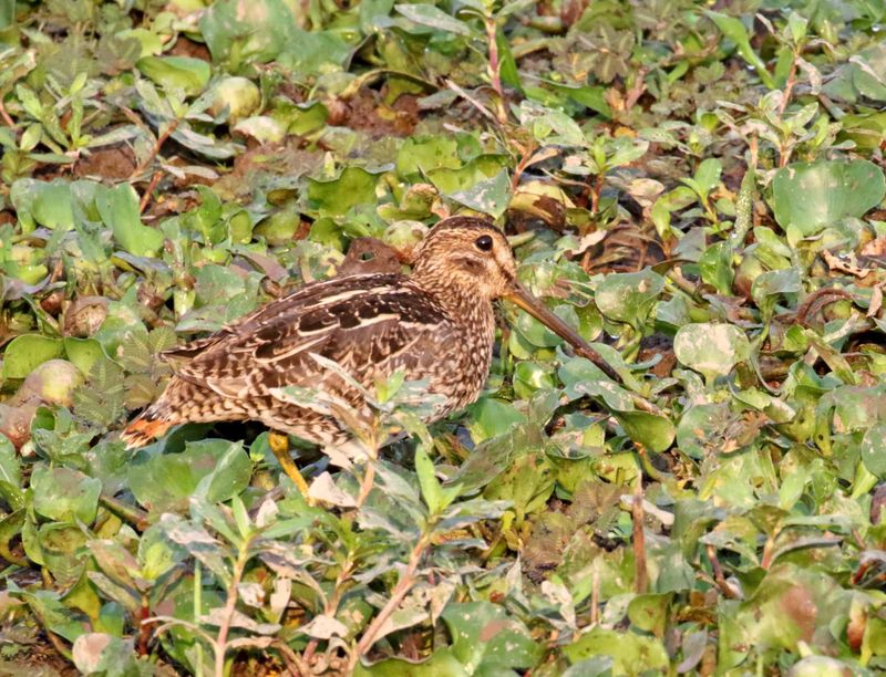 Pantanal Snipe_0659.jpg