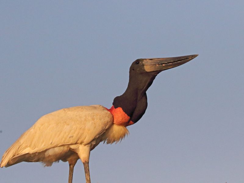 Jabiru_8857.jpg