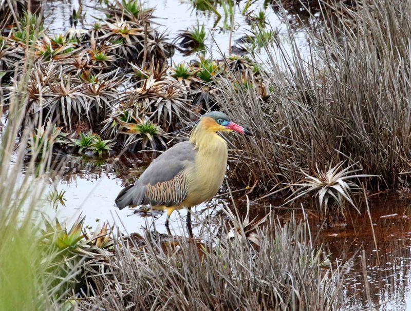 Whistling Heron_5979.jpg