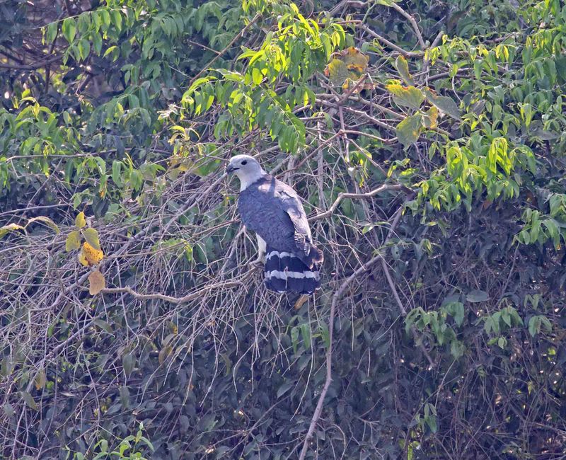 Grey-headed Kite_2127.jpg