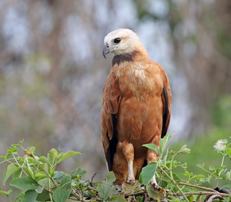 Black-collared Hawk_1952.jpg