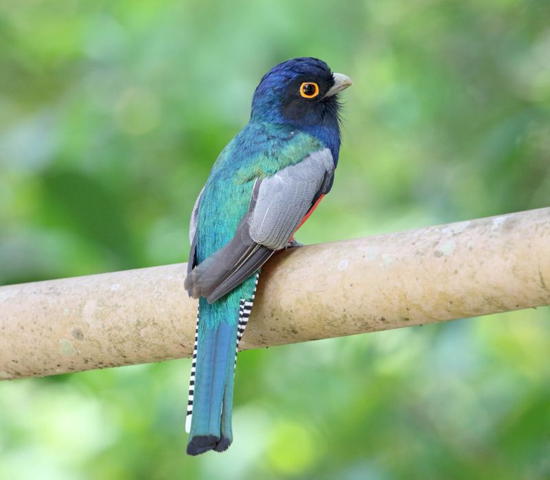 Blue-crowned Trogon - male_2959.jpg