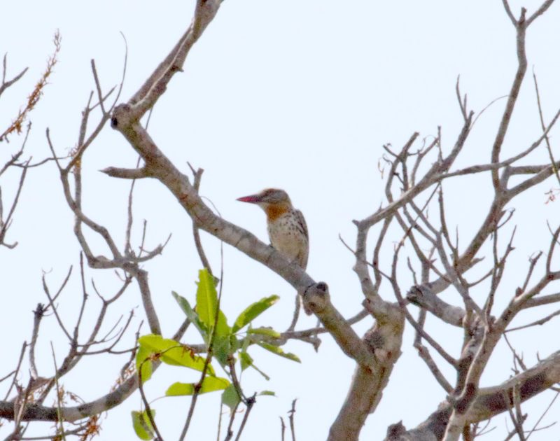 Spot-backed Puffbird_8357.jpg