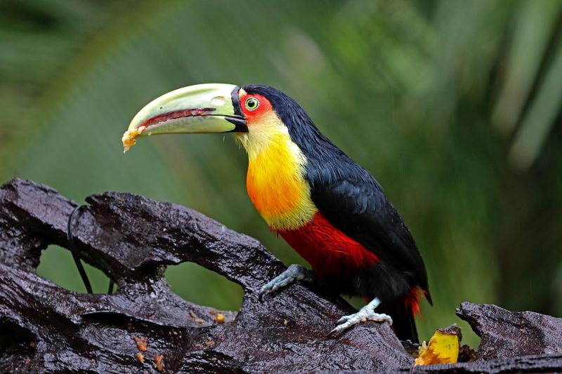 Red-breasted Toucan_2989.jpg