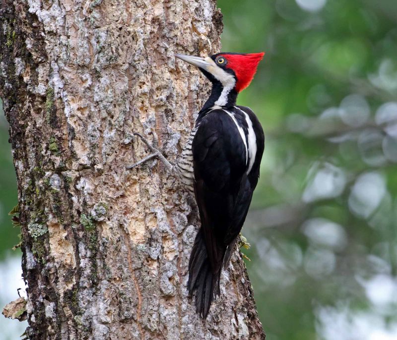 Lineated Woodpecker - female_2699.jpg