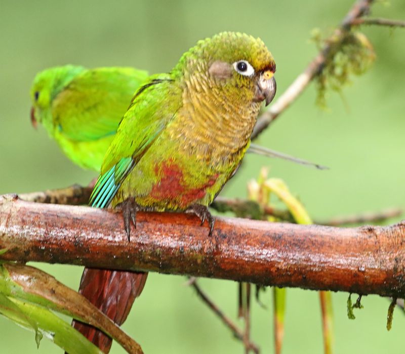Maroon-bellied Parakeet_3997.jpg