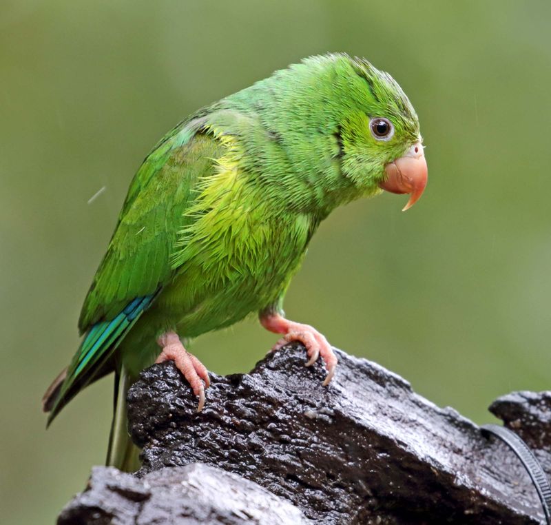 Plain Parakeet_3056.jpg